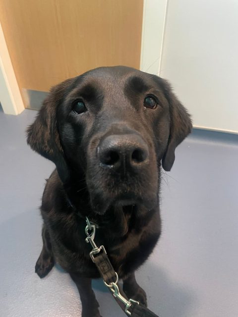 Kali, a Black labrador dog looking at the camera.
